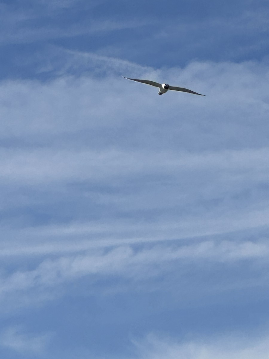 Mouette de Franklin - ML642327679