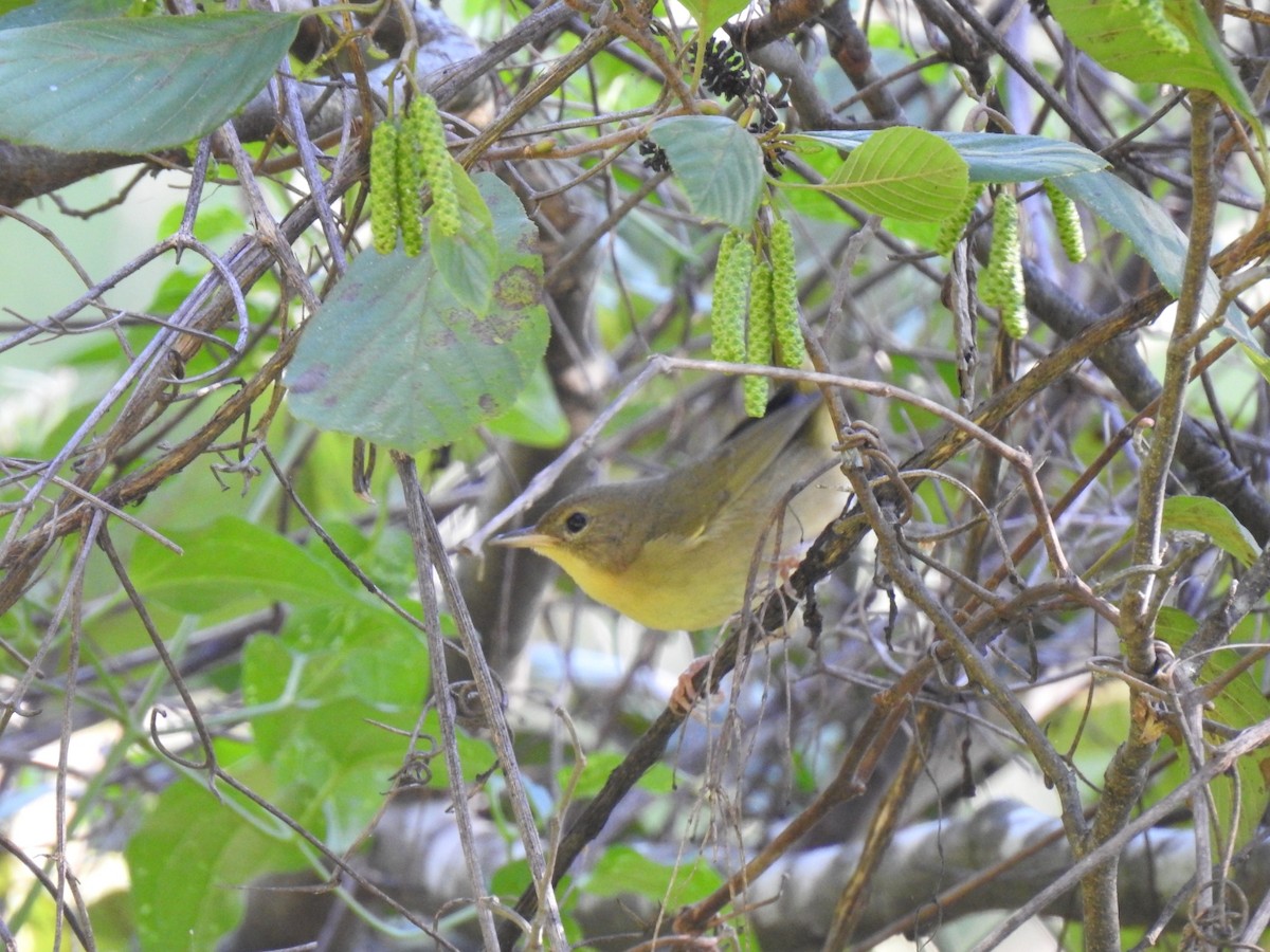 Common Yellowthroat - ML642327682