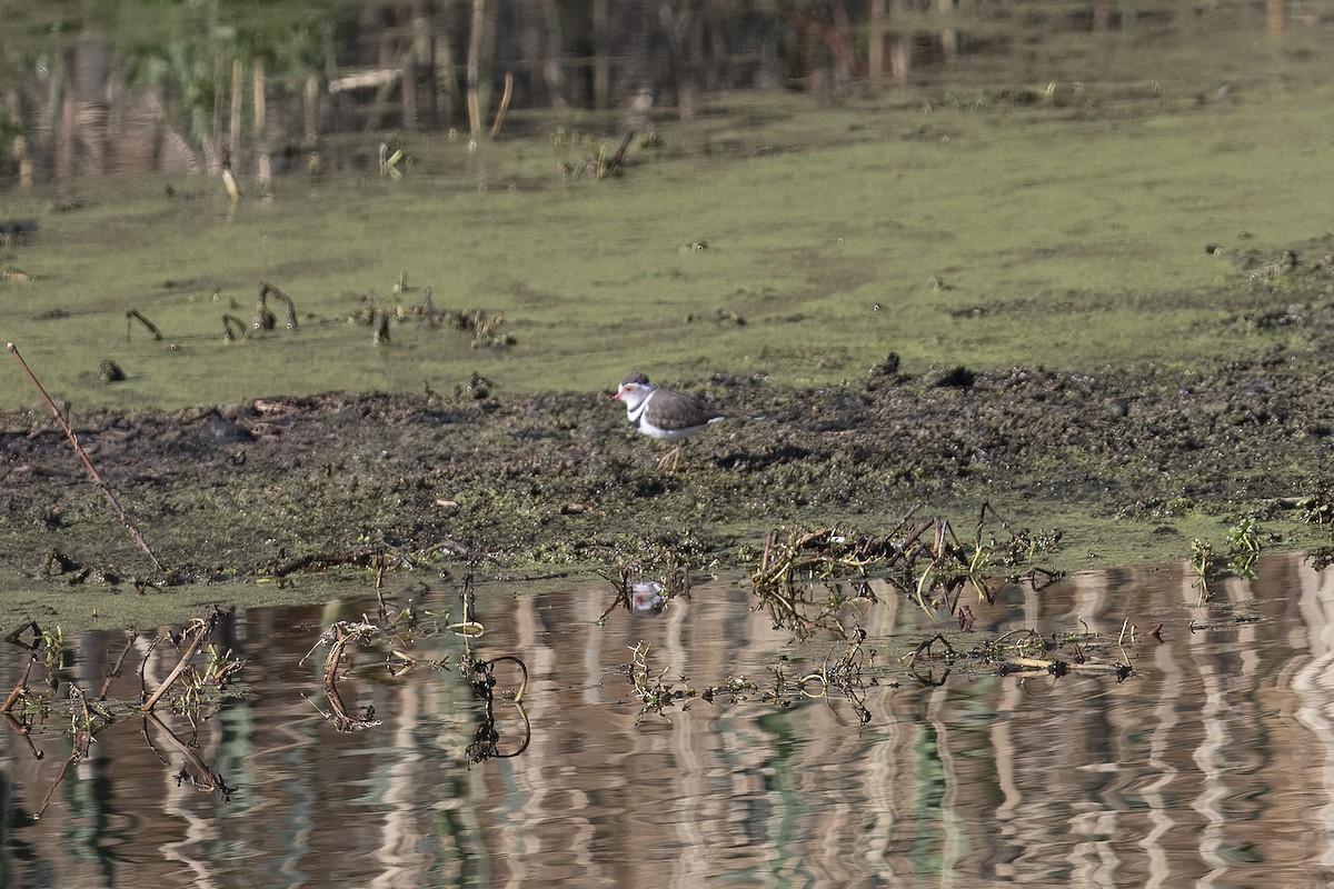 Three-banded Plover - ML642327700