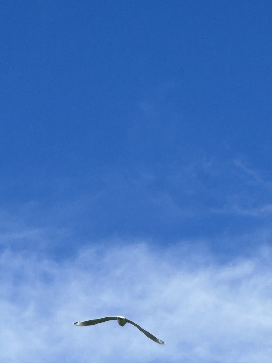 Mouette de Franklin - ML642327709