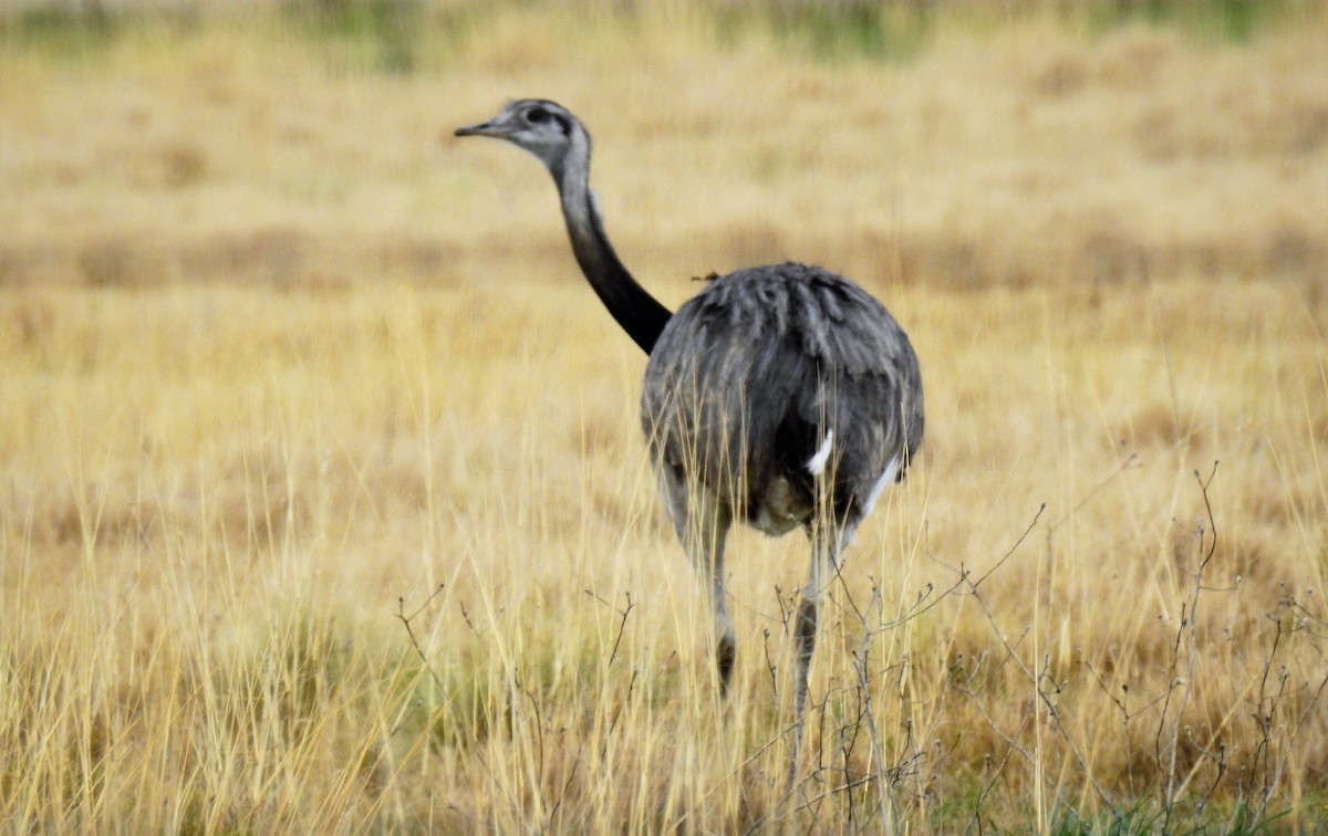 Greater Rhea - ML64232771