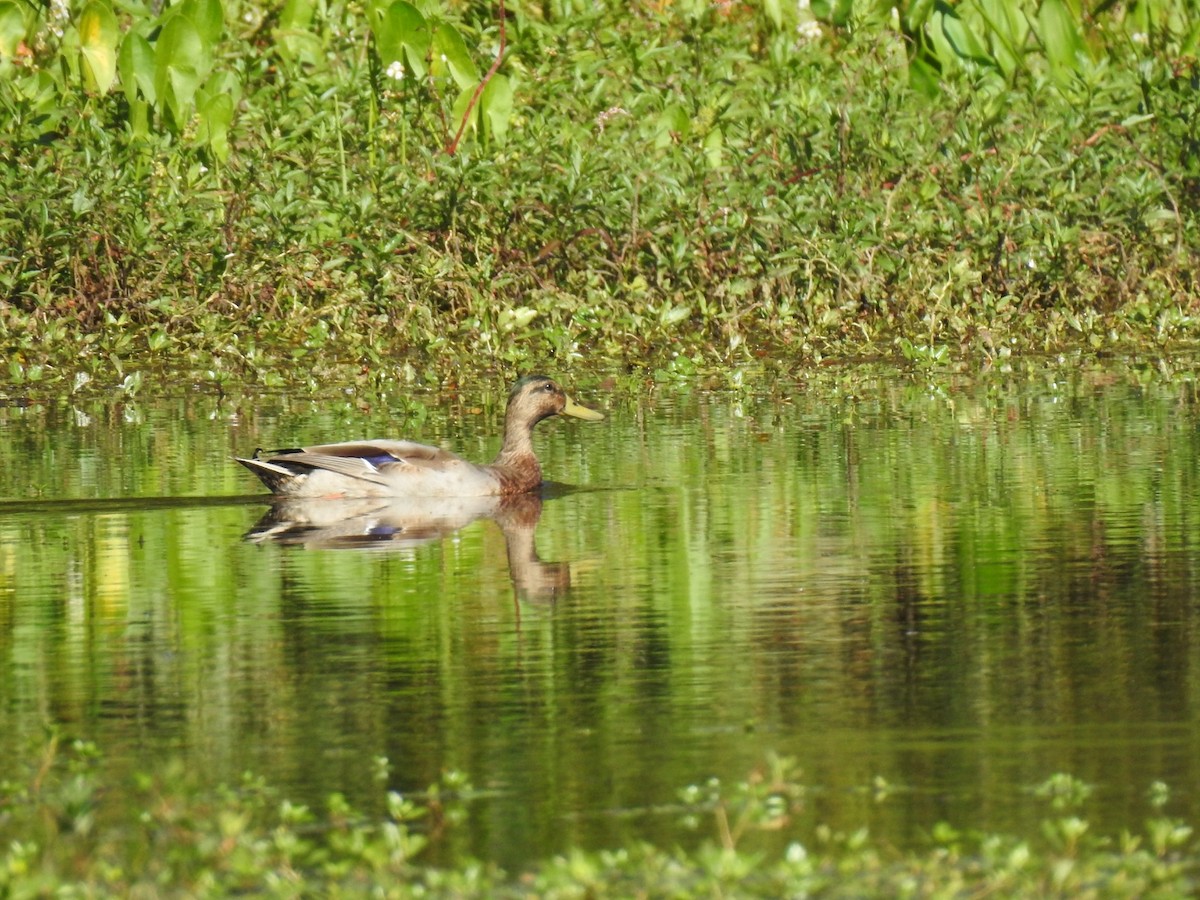 Mallard - ML642327726