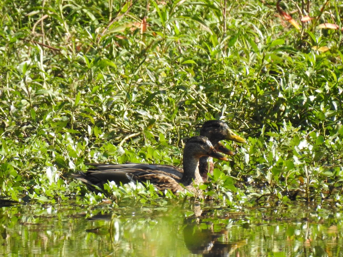 Mallard - ML642327727