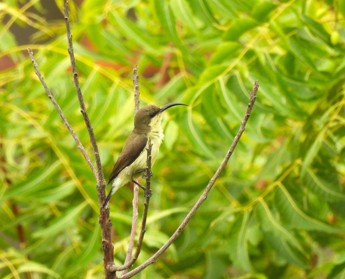 Loten's Sunbird - ML642327729