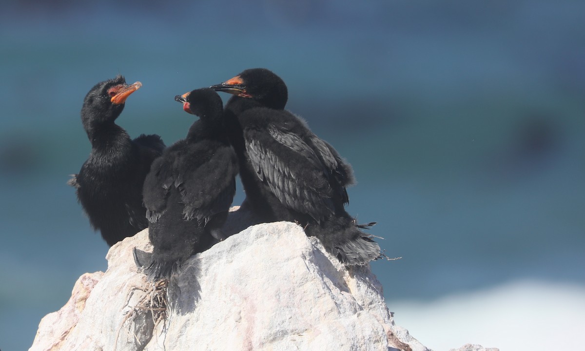 Crowned Cormorant - ML642327730