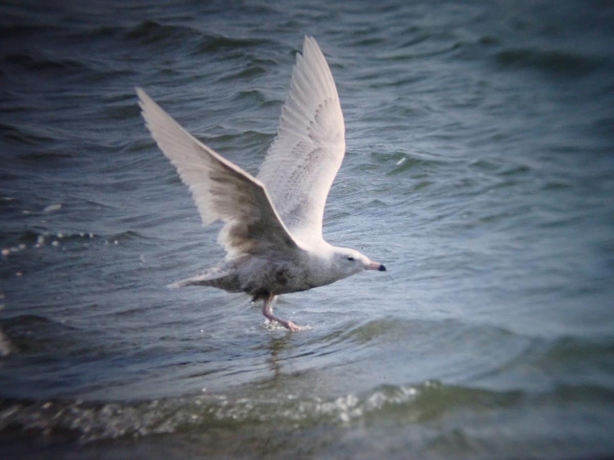 Glaucous Gull - ML642327745