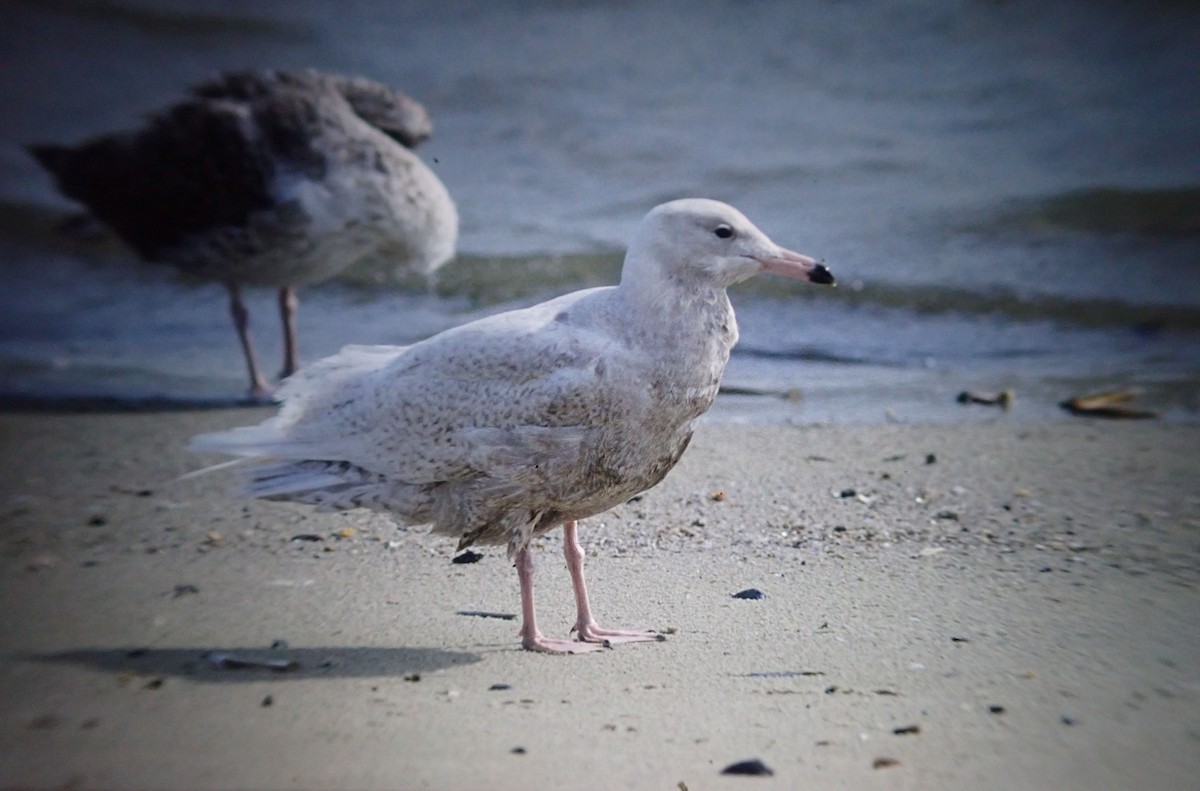 Glaucous Gull - ML642327768