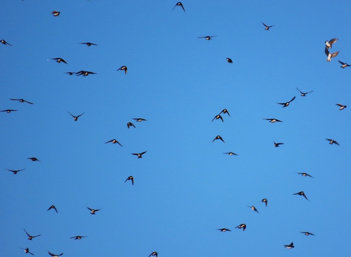 Tree Swallow - ML642327774