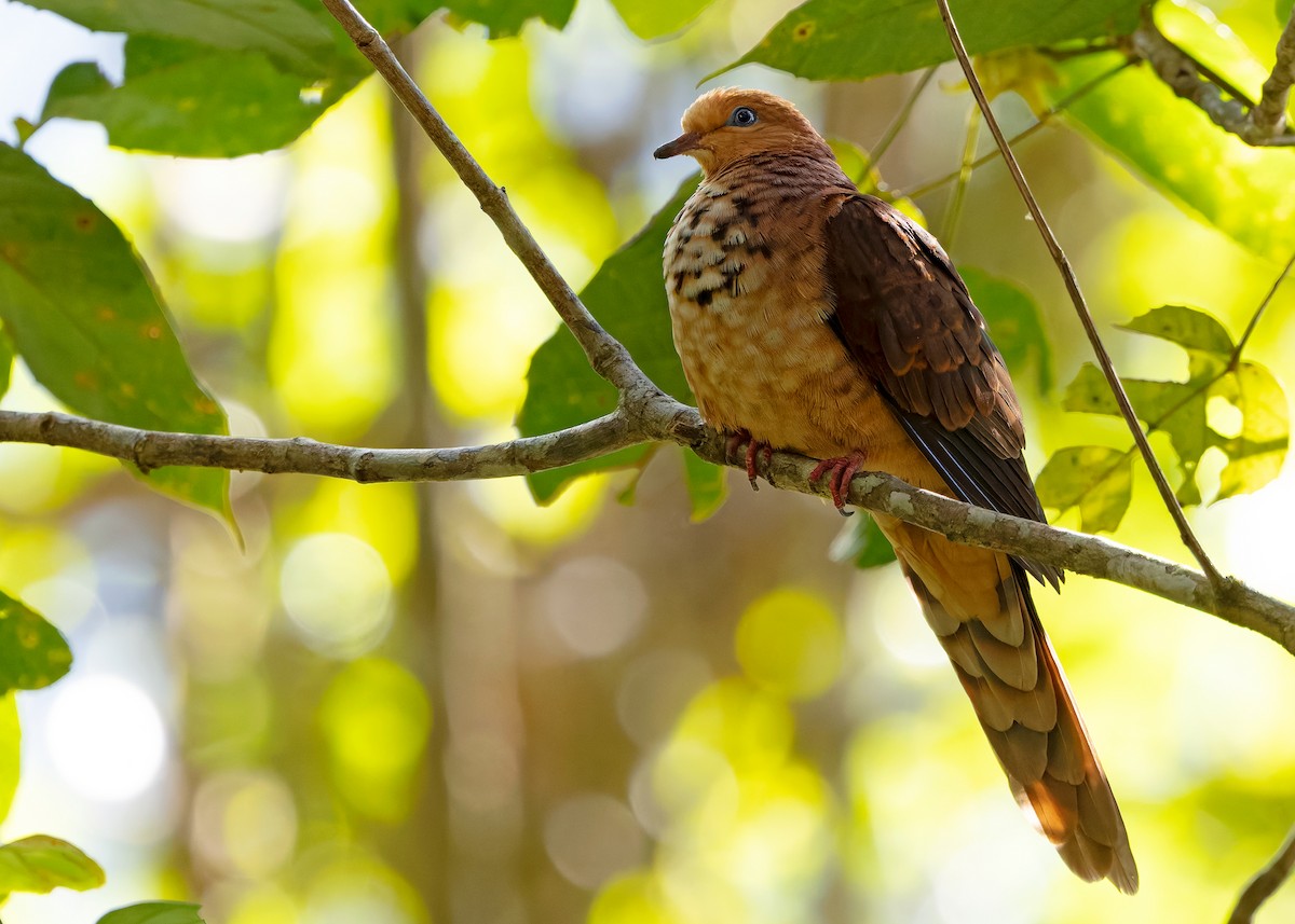 Little Cuckoo-Dove - ML642327775