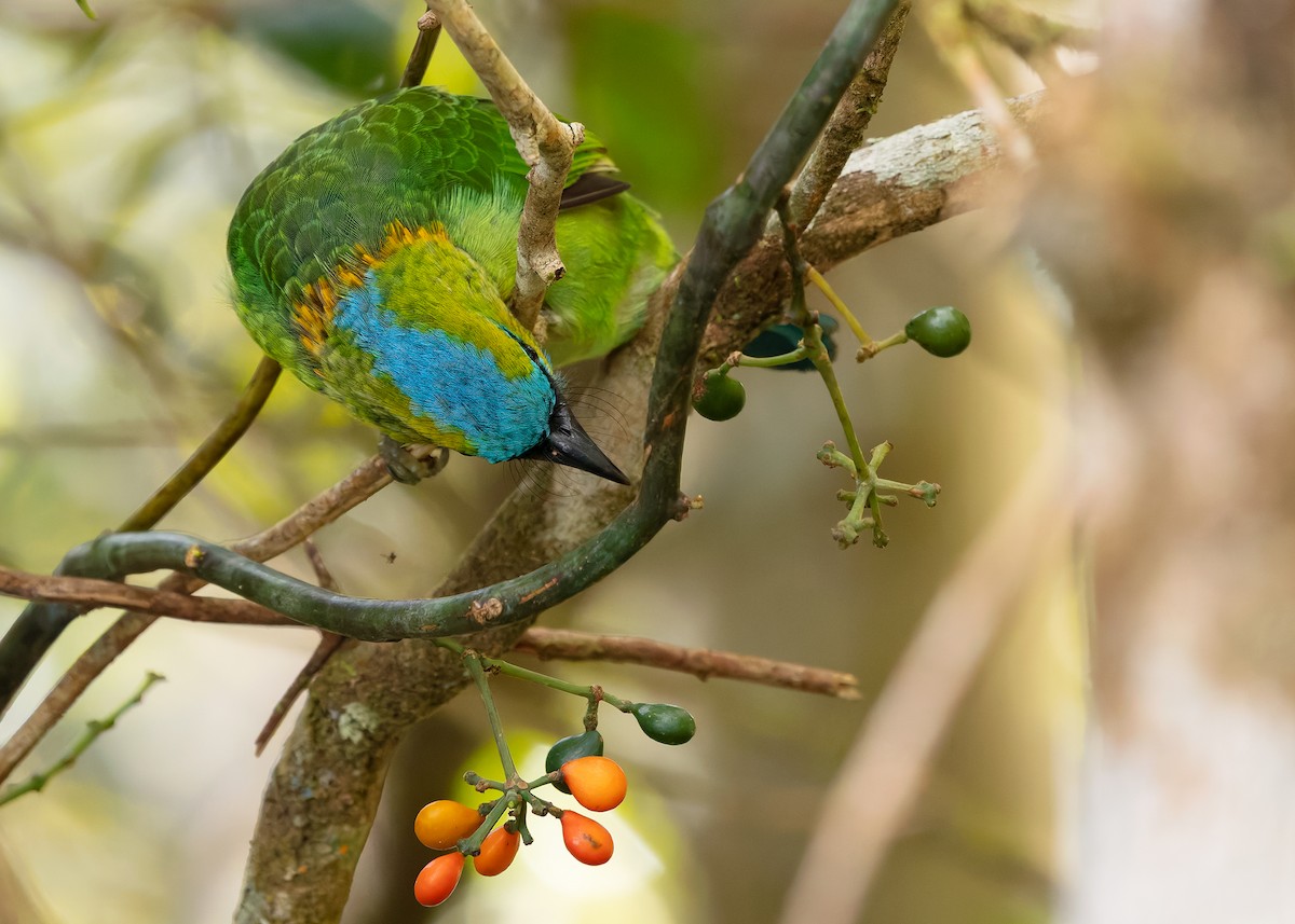 Golden-naped Barbet - ML642327776