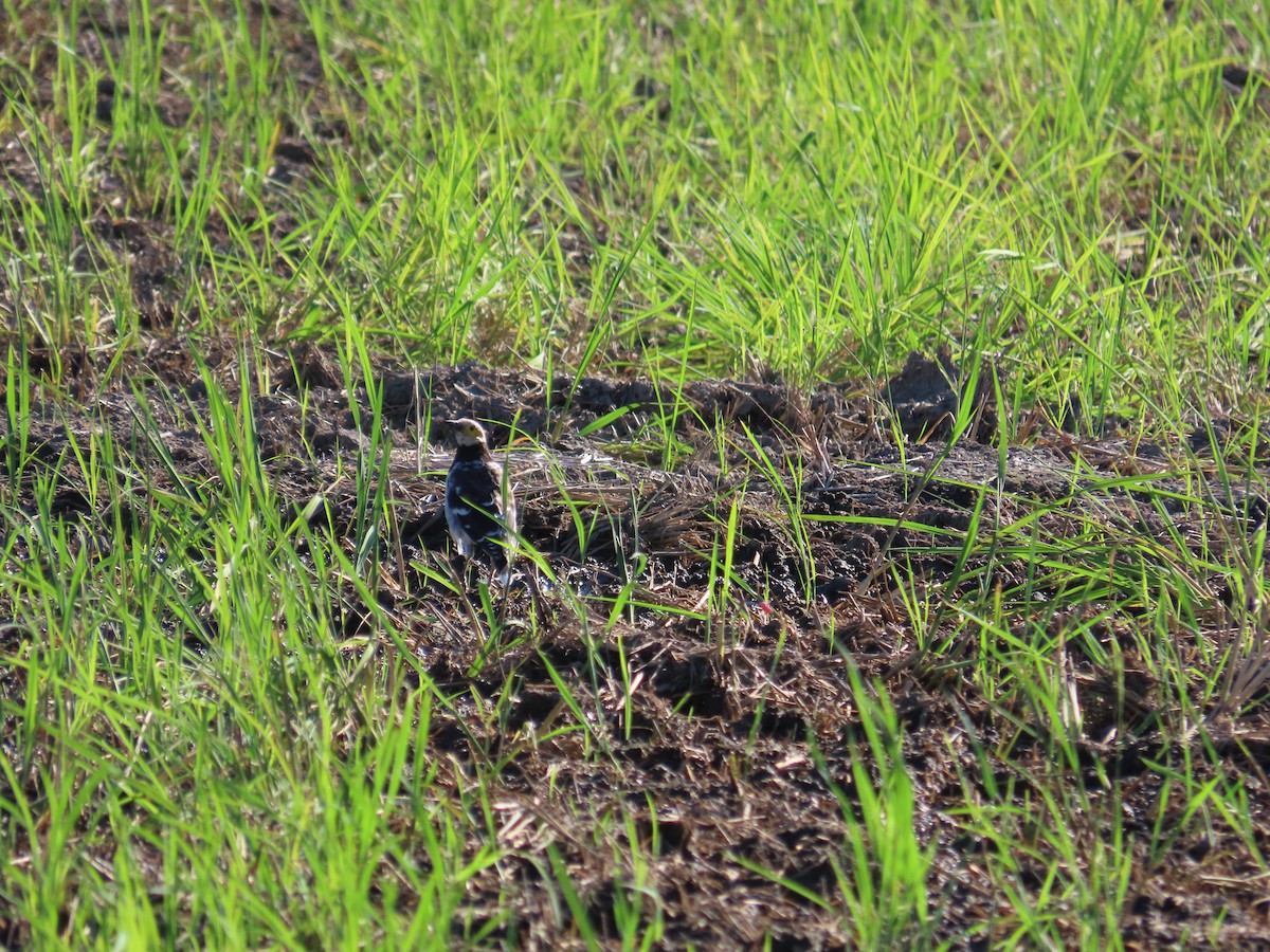 Black-collared Starling - ML642327777