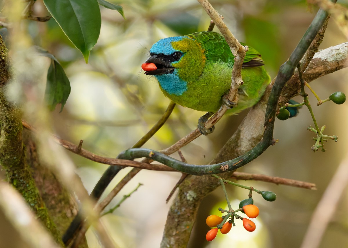 Golden-naped Barbet - ML642327778