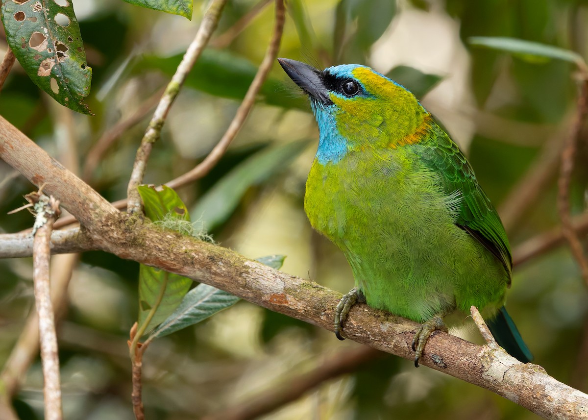 Golden-naped Barbet - ML642327779