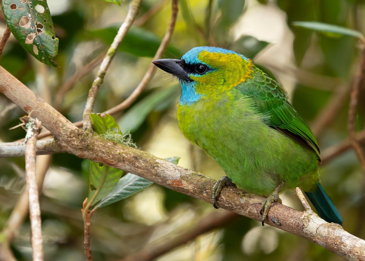 Golden-naped Barbet - ML642327781
