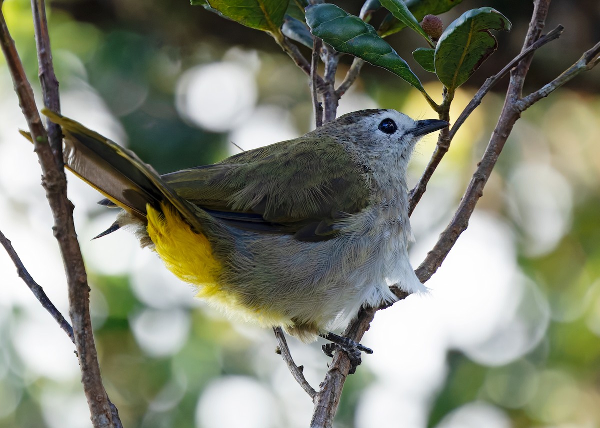 Pale-faced Bulbul - ML642327789