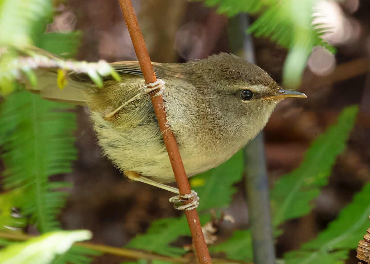 Aberrant Bush Warbler (Sunda) - ML642327792