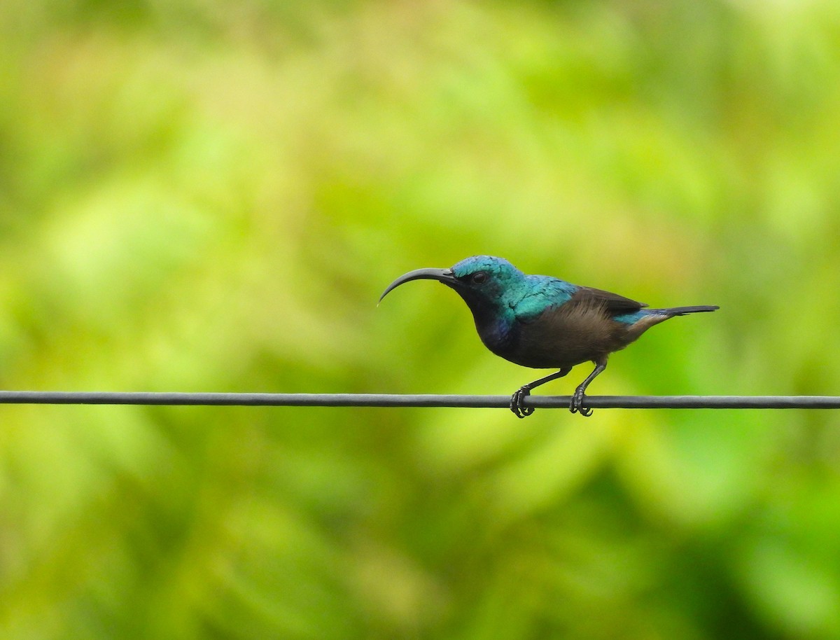 Loten's Sunbird - ML642327796