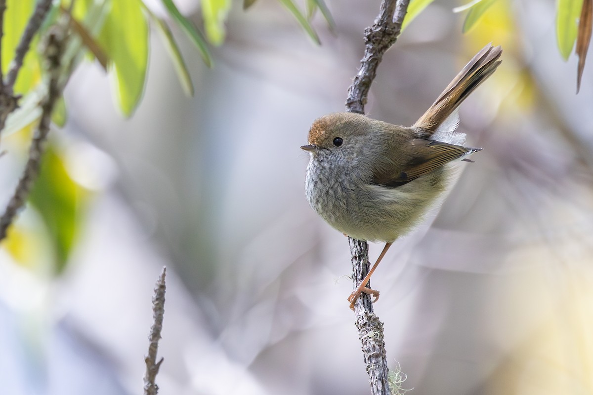 Tasmanian Thornbill - ML642327809