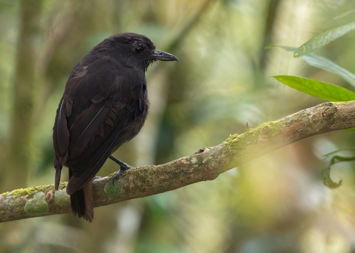 Bornean Whistling-Thrush - ML642327812