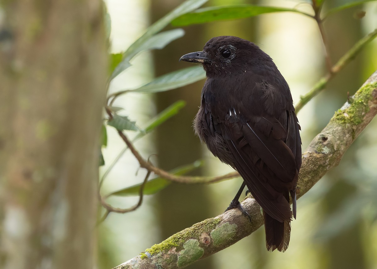 Bornean Whistling-Thrush - ML642327813