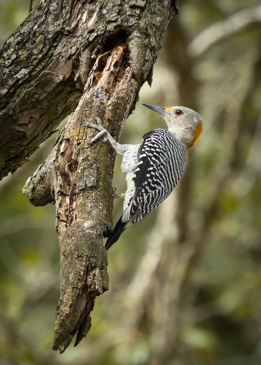 Golden-fronted Woodpecker - ML642327814