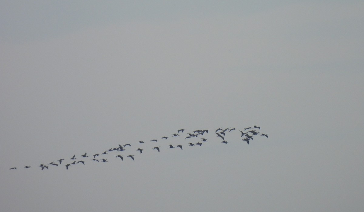 ibis hnědý - ML642327816