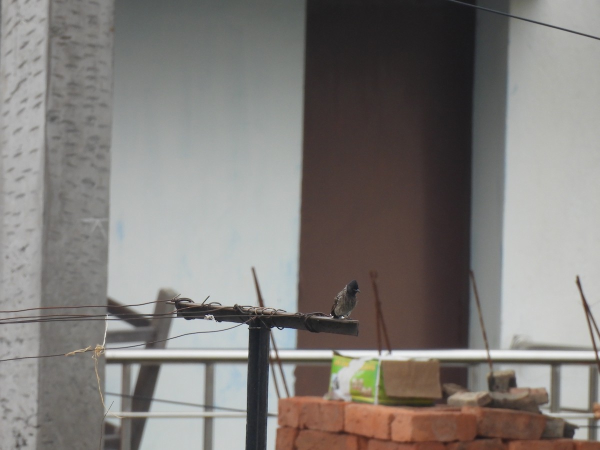 Red-vented Bulbul - ML642327817