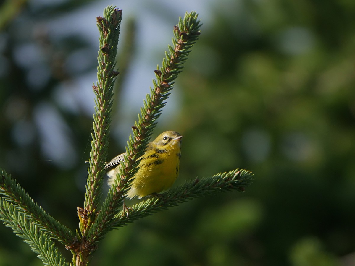 Prairie Warbler - ML642327826