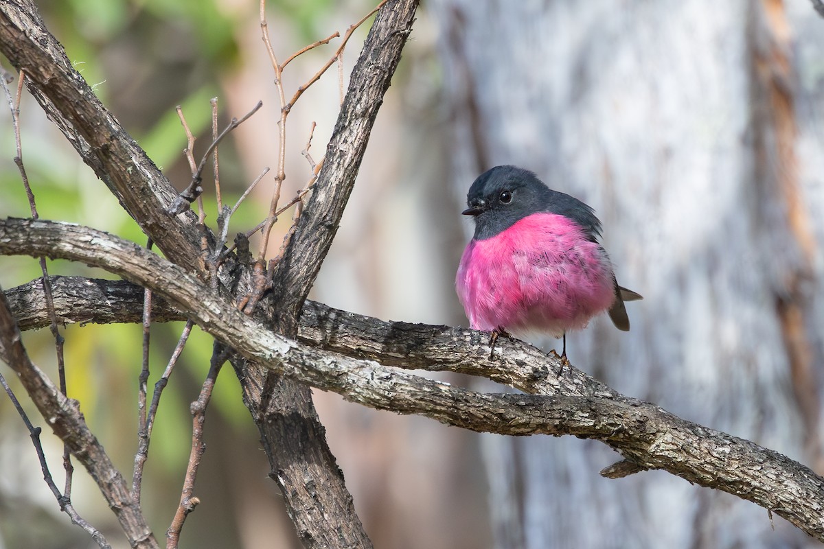 Pink Robin - ML642327831