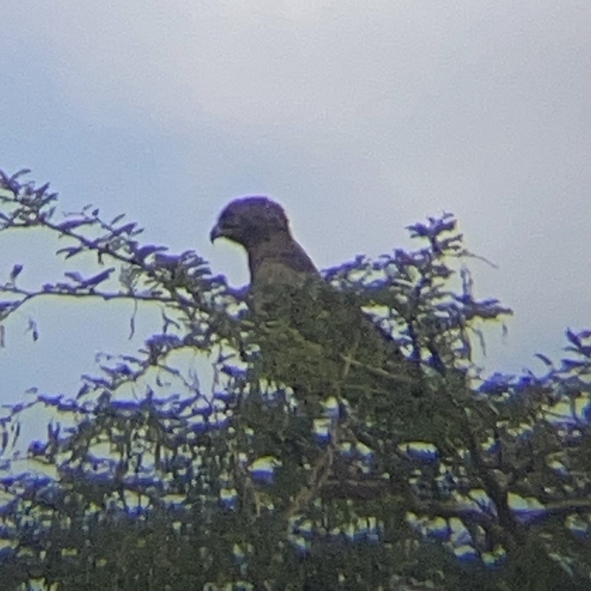 Brown Snake-Eagle - ML642327841