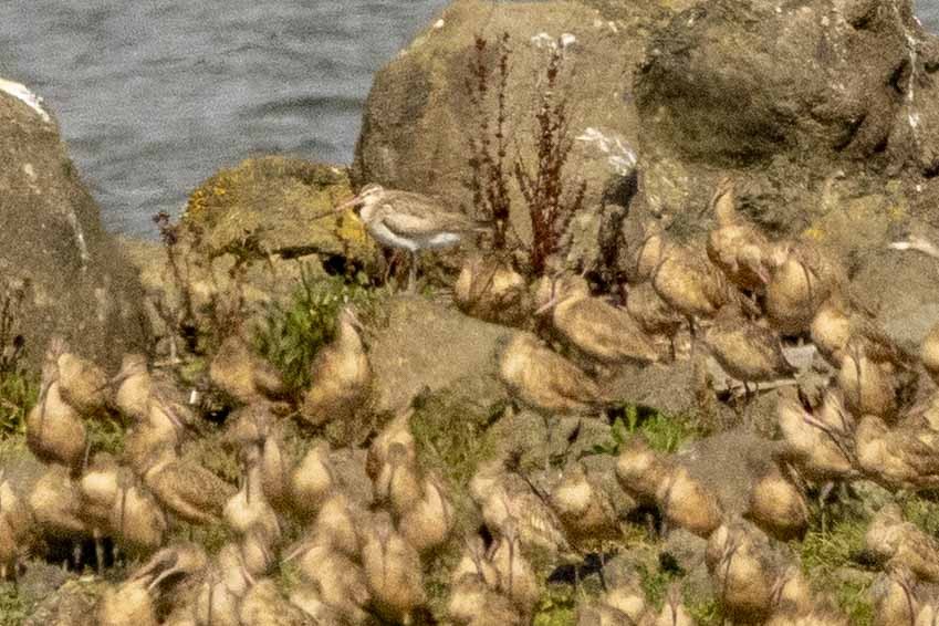 Bar-tailed Godwit - ML642327856