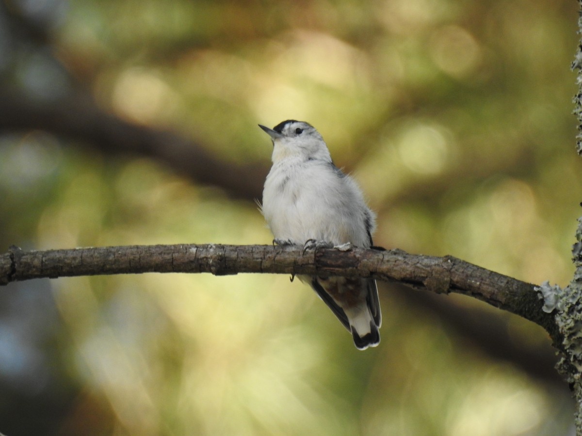 White-breasted Nuthatch - ML642327866