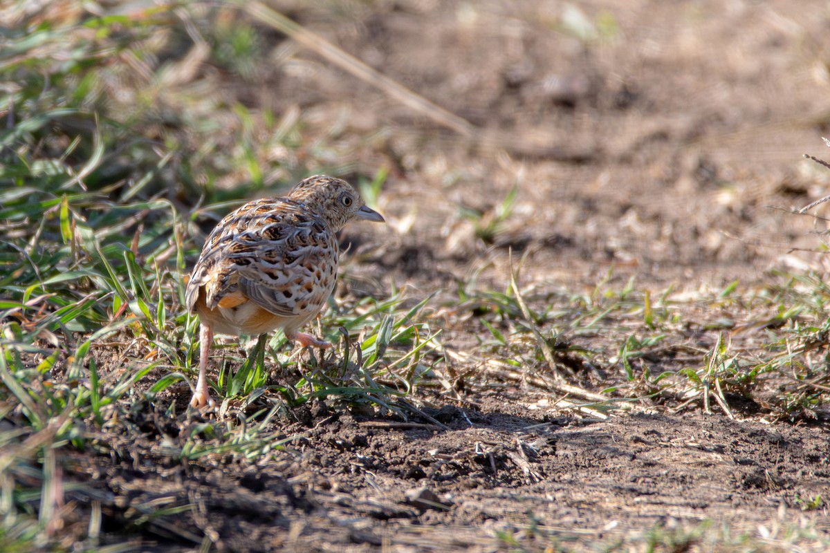 Small Buttonquail - ML642327867