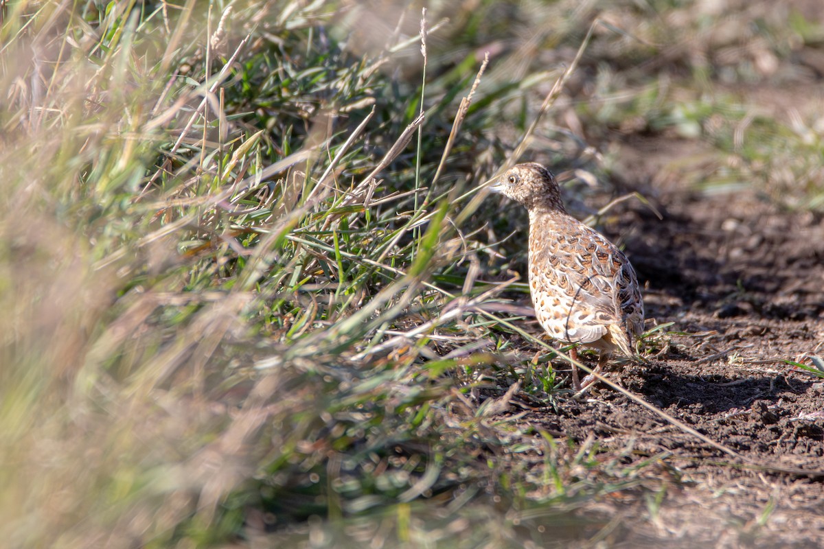 Small Buttonquail - ML642327869
