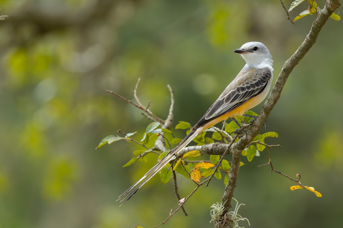 Scissor-tailed Flycatcher - ML642327878