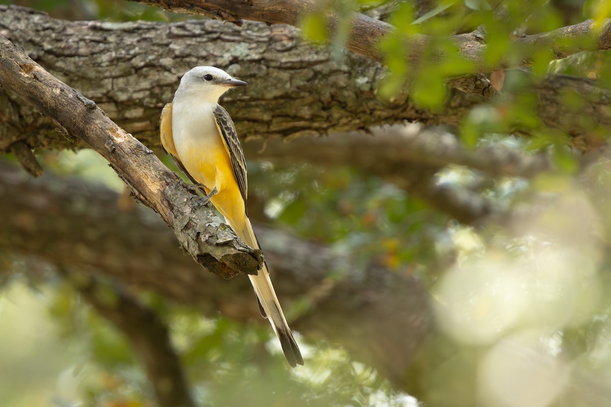 Scissor-tailed Flycatcher - ML642327879