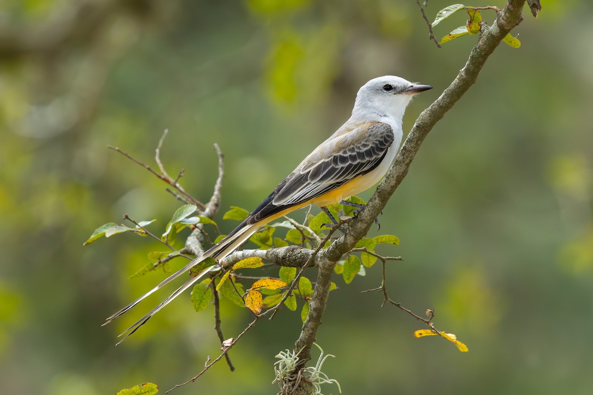 Scissor-tailed Flycatcher - ML642327880
