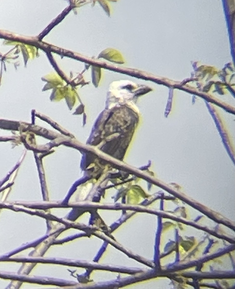 White-headed Barbet - ML642327886