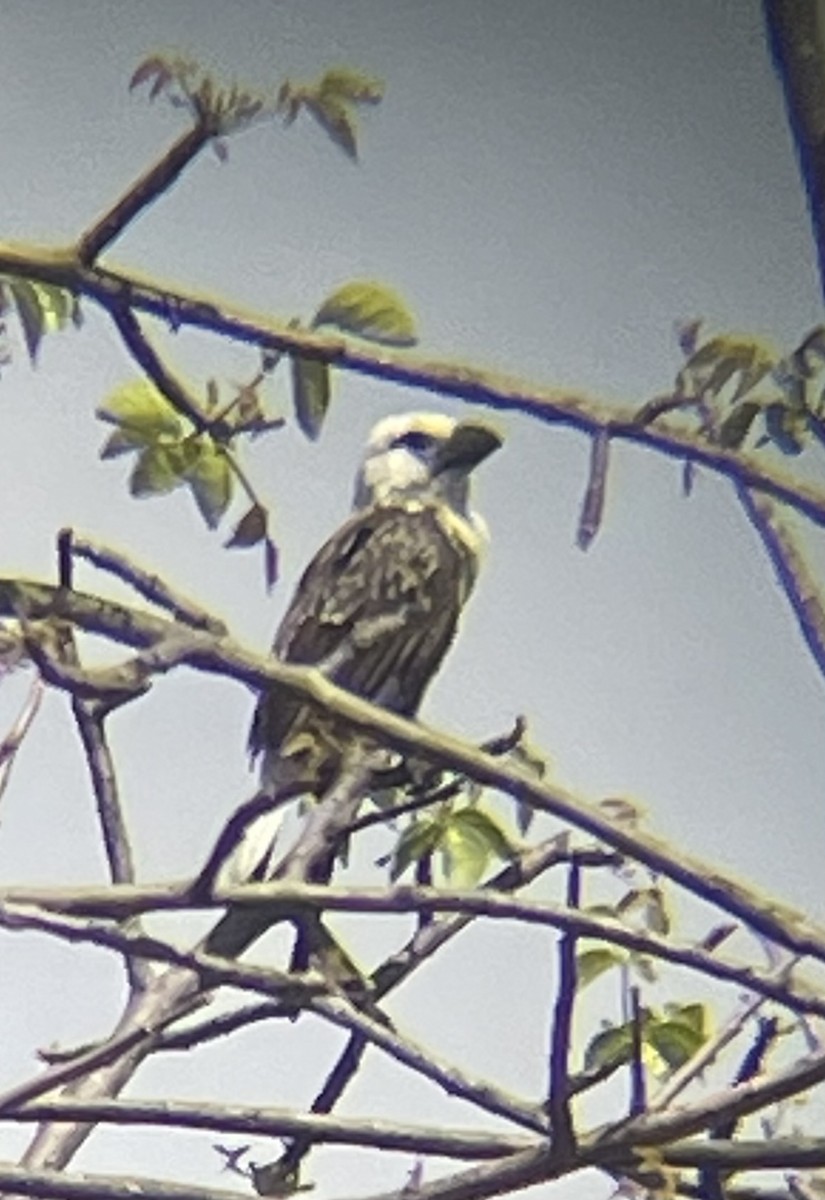 White-headed Barbet - ML642327887