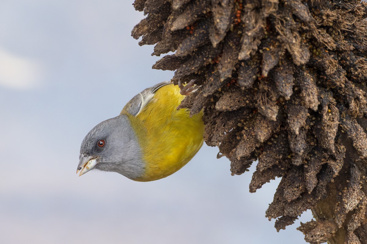 パタゴニアヤマシトド - ML642327888
