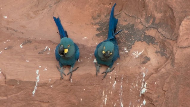 コスミレコンゴウインコ - ML642327938