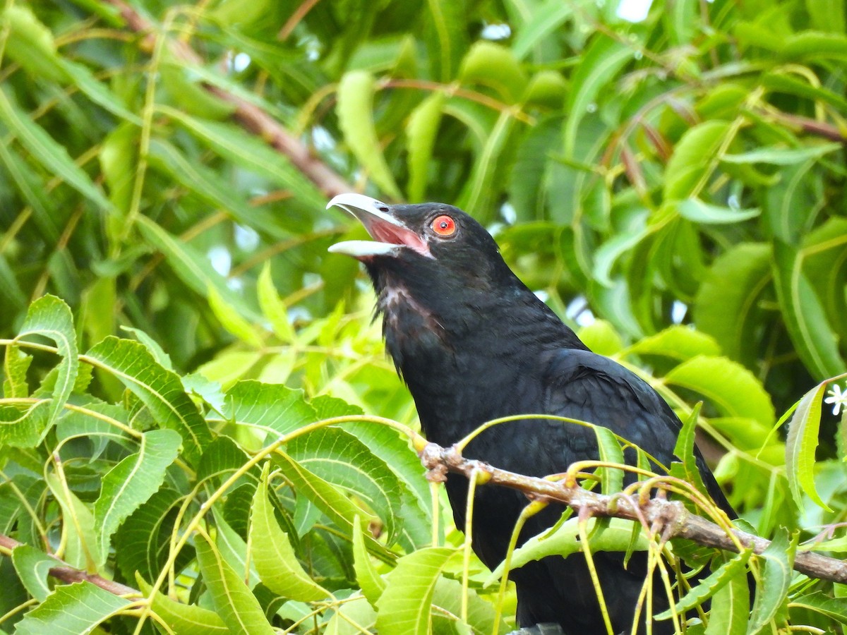 kukačka koel - ML642328032