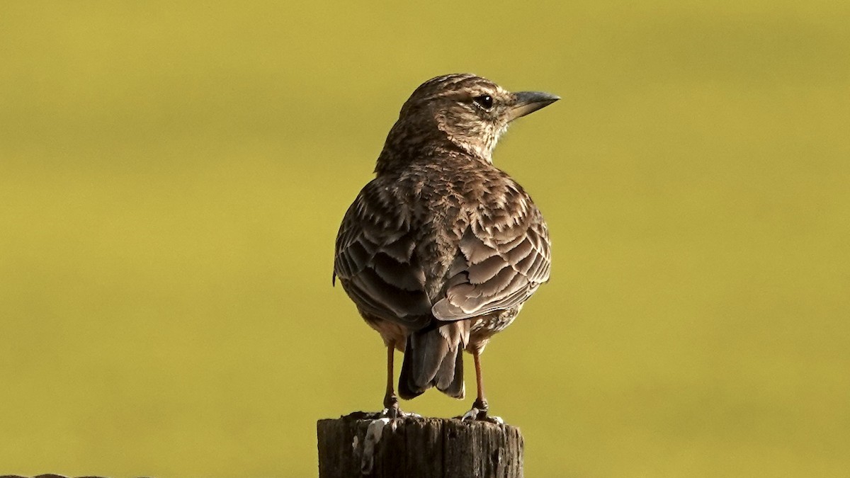 Large-billed Lark - ML642328036