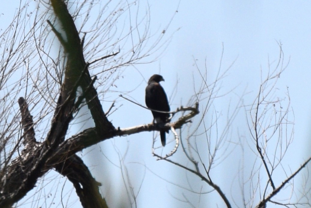 Harris's Hawk - ML642328040