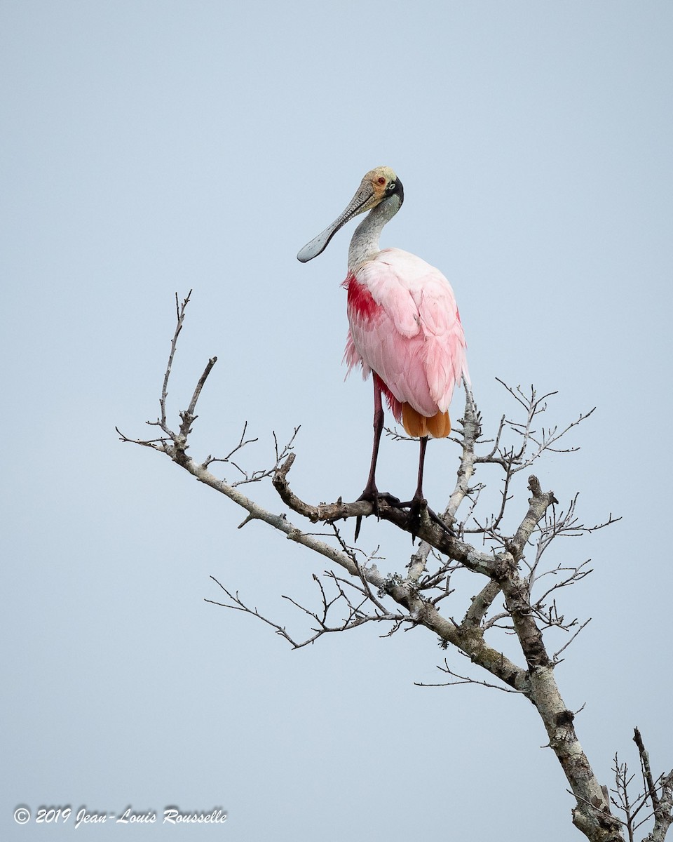 Roseate Spoonbill - ML642328055