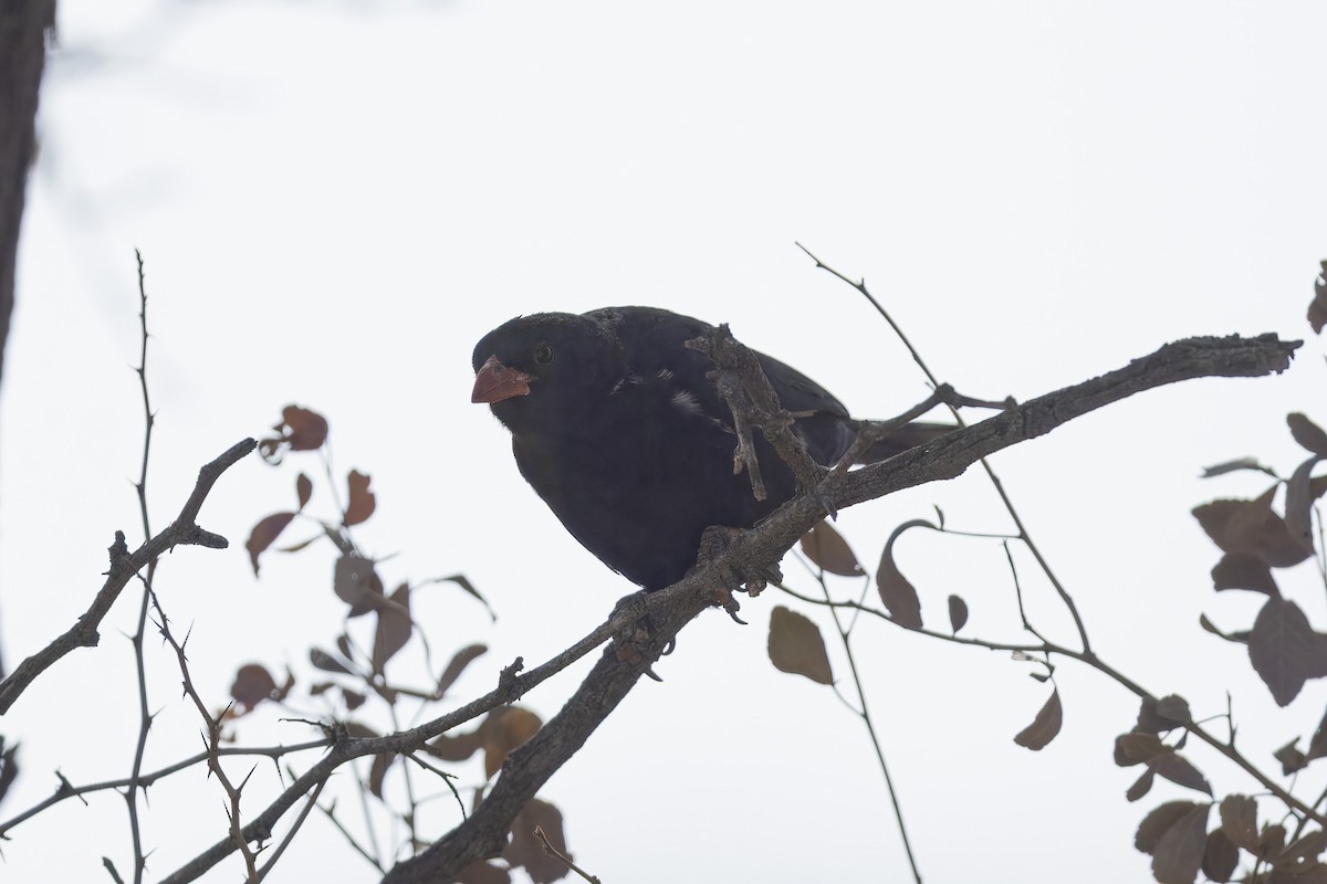 Red-billed Buffalo-Weaver - ML642328070