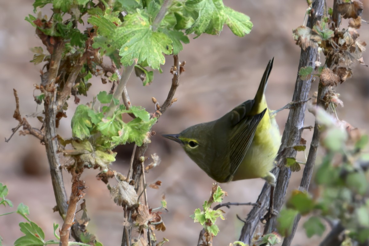 Orange-crowned Warbler - ML642328133