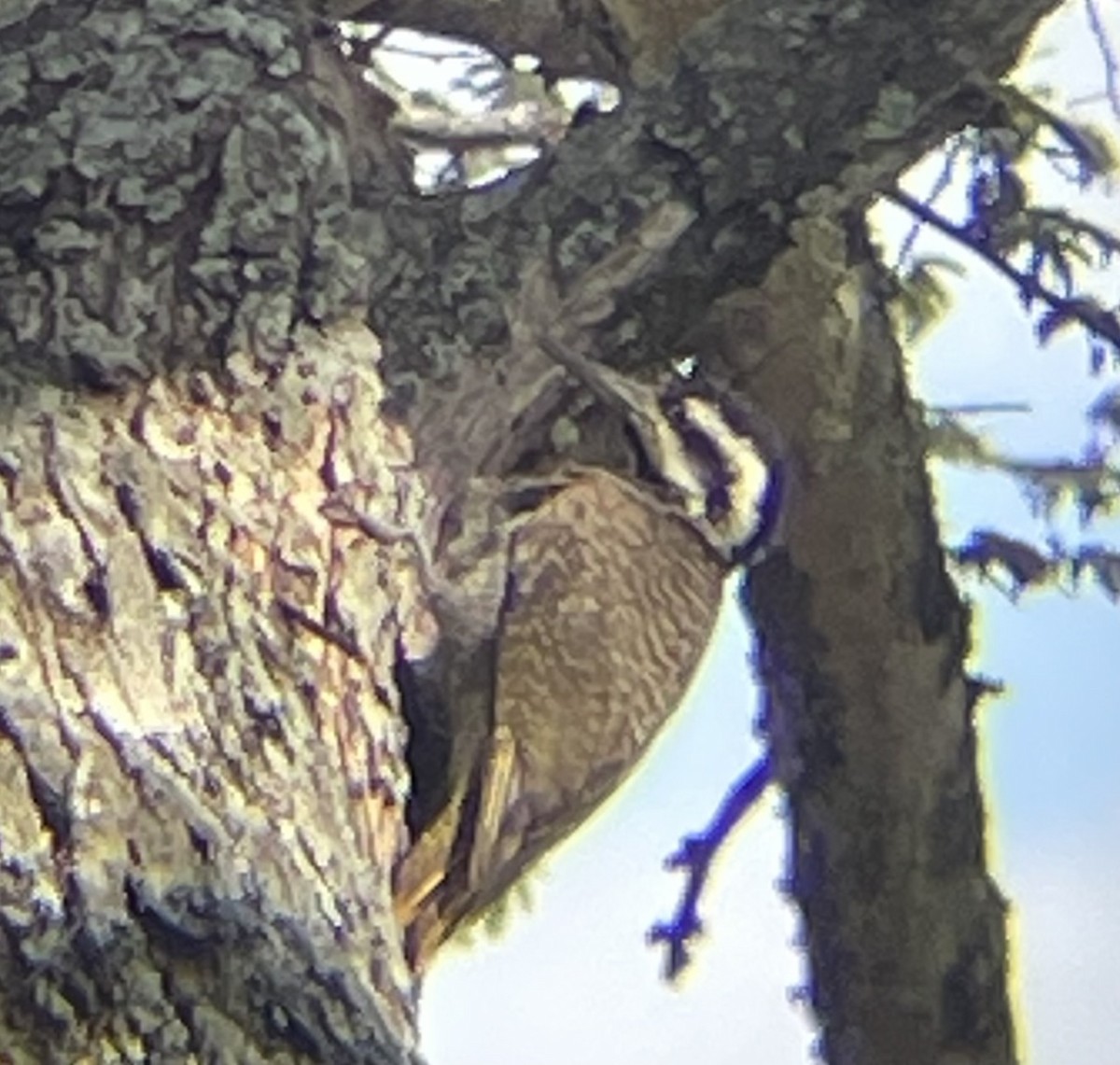 Bearded Woodpecker - ML642328139