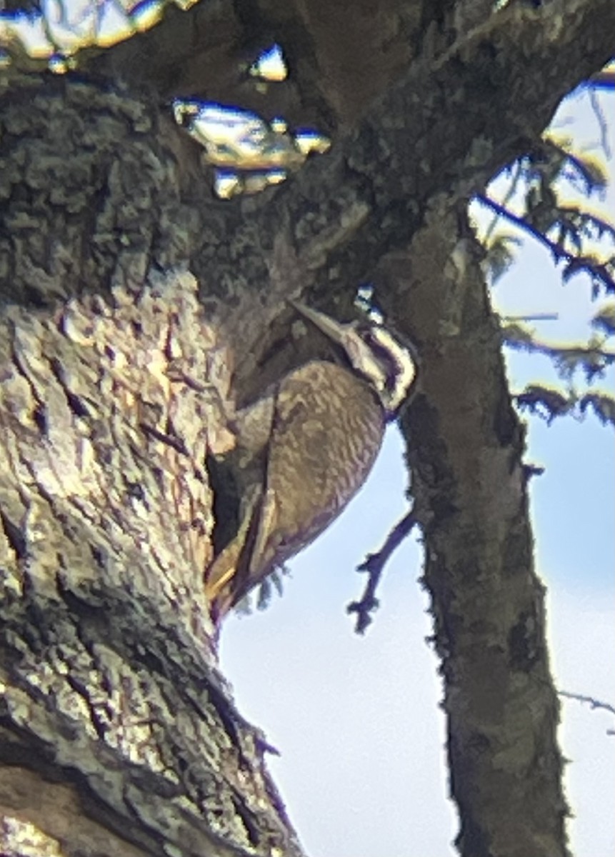 Bearded Woodpecker - ML642328140