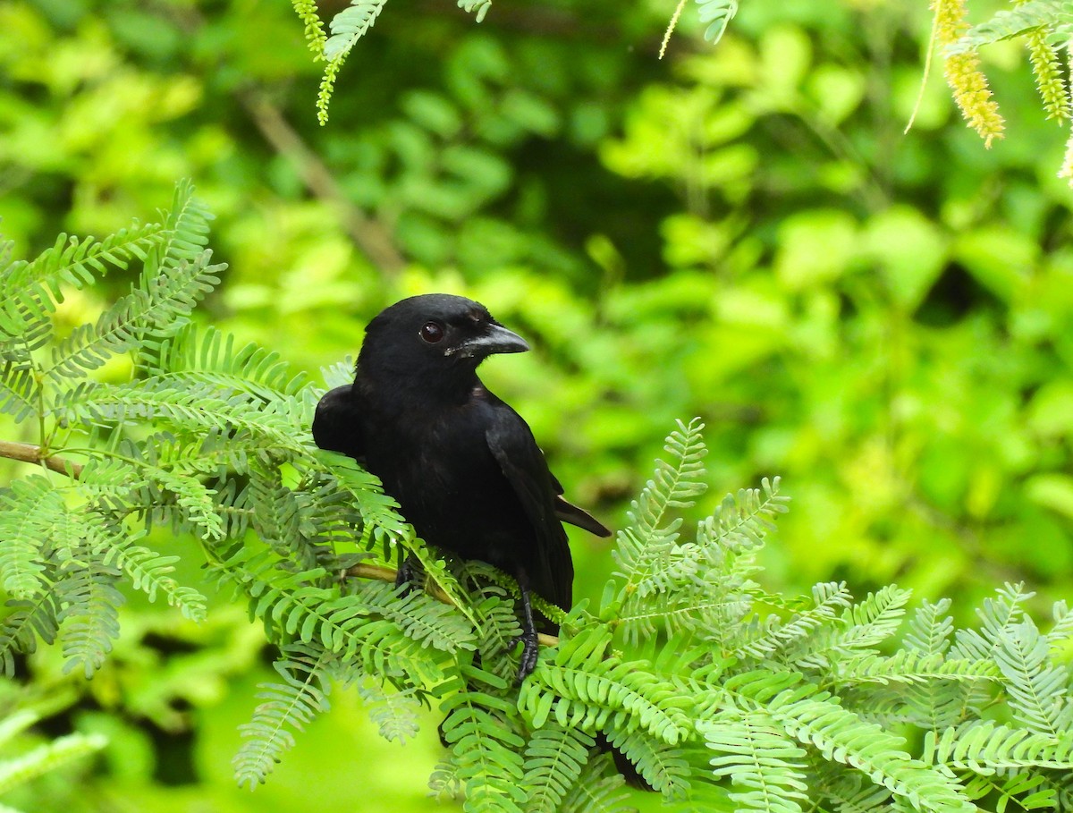 drongo černý - ML642328148